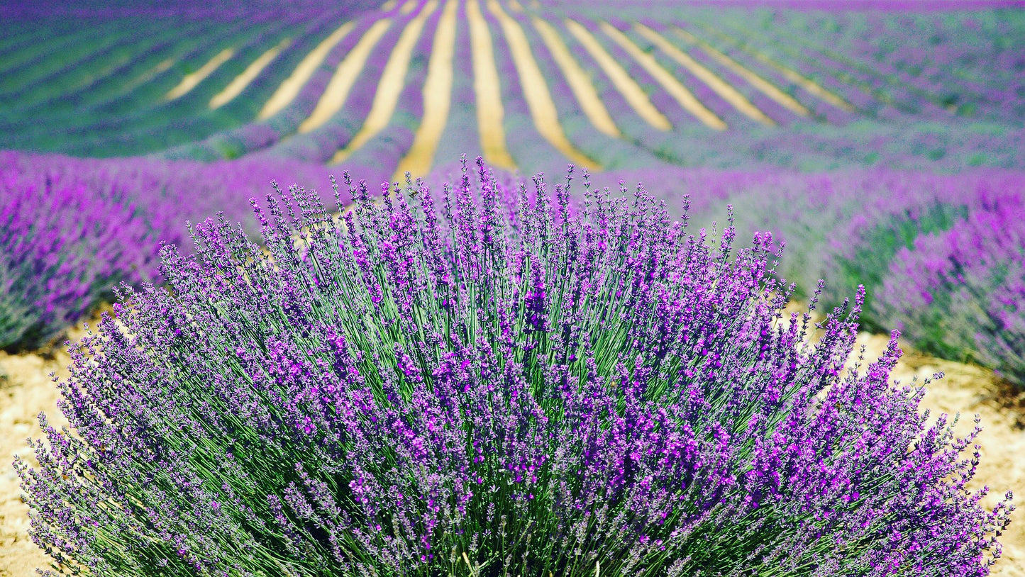 clariSEA Skin Like New Resurfacing Paste Ingredient Lifestyle Image. Field of wild lavender.