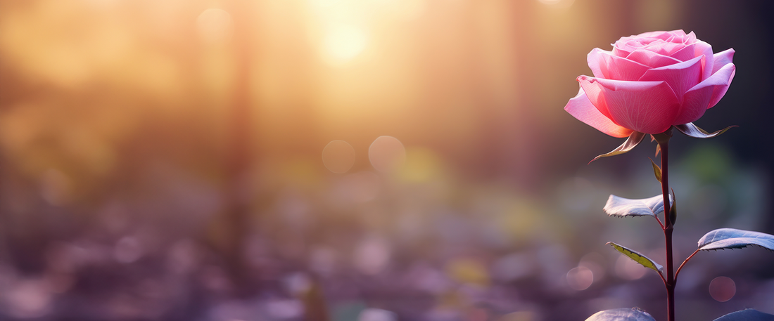 Pink Rose In a Field of Nature